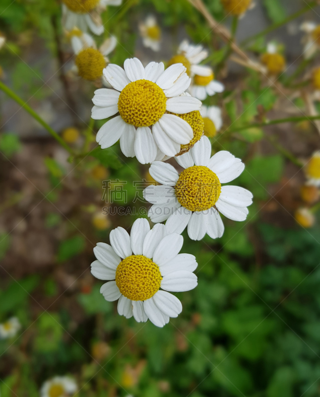 菊科植物,益母草,自然,垂直画幅,无人,花序,户外,草药,花坛,鲜花盛开