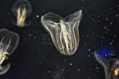 水母,水生动植物,动物群,海洋学家,蛇发女妖,海洋生命,海鱼,水下,呼吸管,水
