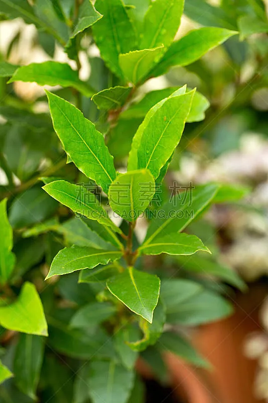 月桂树叶 立陶宛共和国 蔬菜 健康保健 清新 菜园 药 彩色背景 花盆 香料图片素材下载 稿定素材 月桂树叶 立陶宛共和国 蔬菜 健康保健 清新 菜园 药 彩色背景 花盆 香料图片素材下载 稿定素材