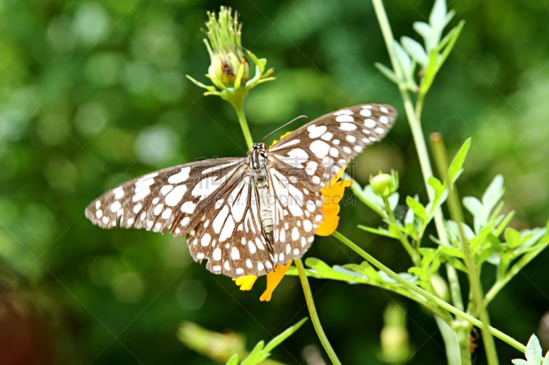 绿色,叶子,蝴蝶,嗜酸热硫化叶菌,硫磺,自然,美,水平画幅,小的,无人