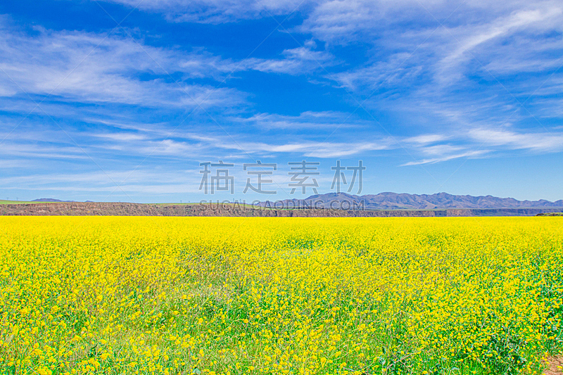 天空,田地,蓝色,黄色,野生植物,美,水平画幅,云,无人,草原