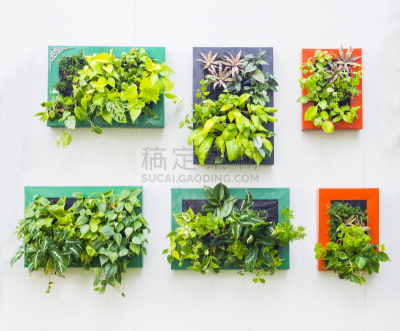 华丽的,直立式花园,围墙,自然,式样,水平画幅,素食,无人,户外,植物