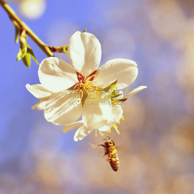 蜜蜂,背景,自然,春天,花朵,蜜蜂服,麦卢卡树,工蜂,树,花