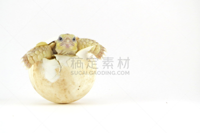 龟,可爱的,非洲,婴儿,注视镜头,非洲马刺龟,龟壳,海龟,新生动物,卵