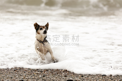 狗,海洋,进行中,圣彼丝,爱尔兰海,动物杂技,杰克拉瑟短腿犬,英格兰湖区,坎布里亚,水