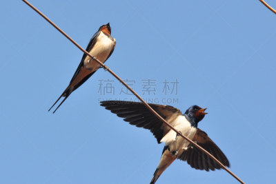 燕子,金属丝,天空,水平画幅,谷仓,无人,鸟类,动物身体部位,野外动物,北美歌雀