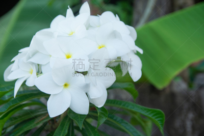 白色,赤素馨花,婚礼,花束,农业,法国海外领土,热带气候,浪漫,泰国,公园