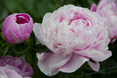 牡丹,植物群,水平画幅,地形,景观设计,无人,夏天,户外,仅一朵花