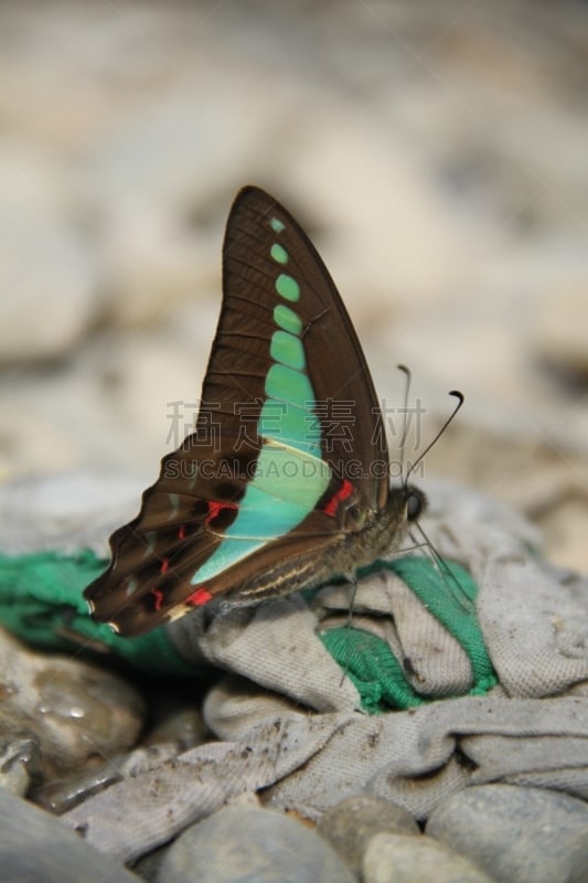 蝴蝶,蓝色,岩石,gunung leuser national park,武吉拉旺,苏门答腊印度尼西亚,垂直画幅,无人,户外,印度尼西亚