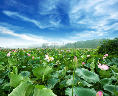 天空,莲花坐式,水,美,公园,荷花,芳香的,水平画幅,睡莲