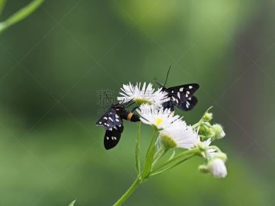 Das Weißfleck-Widderchen (Amata phegea) ist ein Schmetterling (Nachtfalter) aus der Unterfamilie der Bärenspinner (Arctiinae).