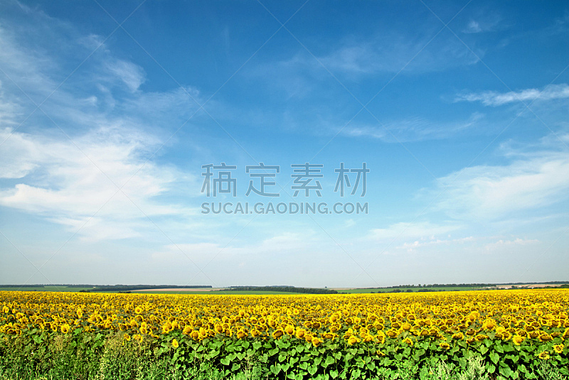 天空,田地,蓝色,向日葵,在上面,水平画幅,无人,户外,特写,植物