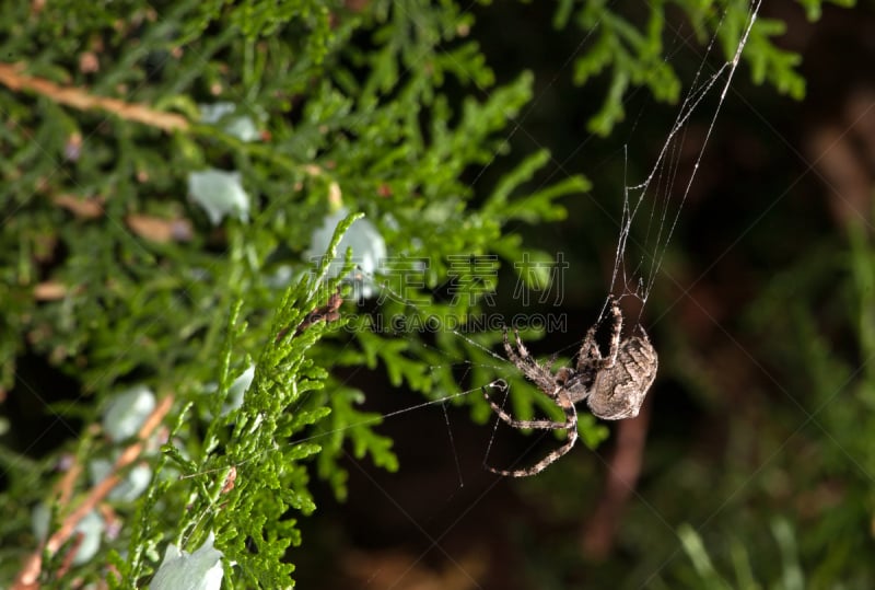 蜘蛛,自然,水平画幅,蜘蛛网,无人,orb weaver spider,露水,蜘蛛织网,昆虫,orb web spider