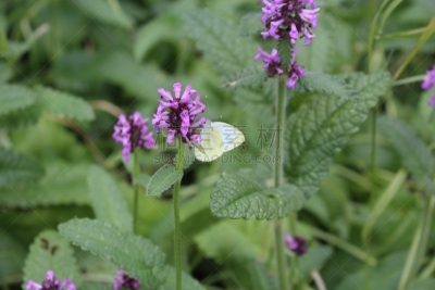 特写,草药,草本,紫色,黄色,芦笋,园林,clouded yellow butterfly,硫磺,油桃