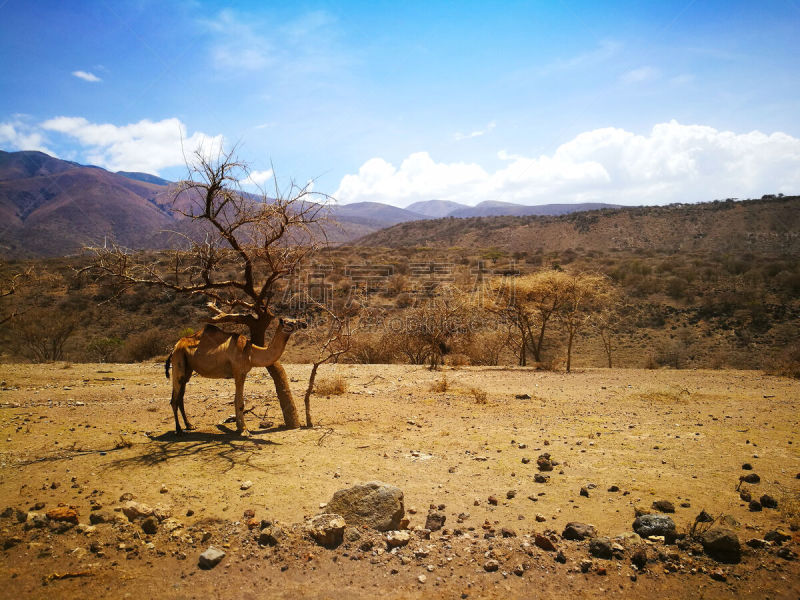 Dromedary resting in Tanzània