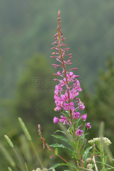 火龙草,自然,垂直画幅,温带的花,无人,生态多样性,植物,柳兰,草类,矮火焰草