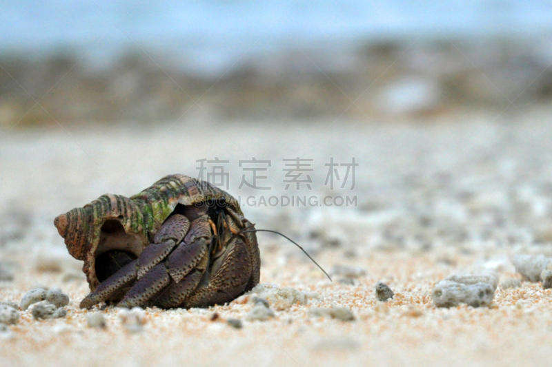 沙子,特写,海滩,小的,一只动物,椰子蟹,选择对焦,水,水平画幅,寄生蟹