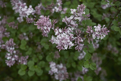 丁香花,芳香的,水平画幅,无人,户外,特写,植物,植物学,灌木,园艺