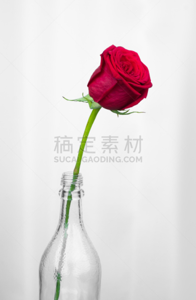 玫瑰,红色,充满的,吹泡泡,水香花菜,热情,浪漫,品红色,占星百合,文心兰
