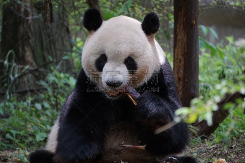 饥饿的,熊猫,可爱的,濒危物种,食品,野生动物,哺乳纲,生物,动物,中国