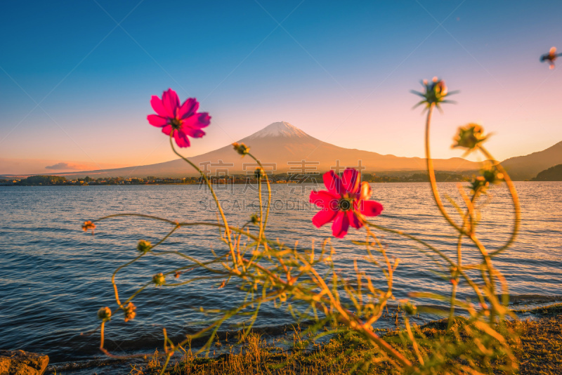 富士山,富士河口湖,日本,水平画幅,湖,在上面,橙色,黄昏,著名景点,背景