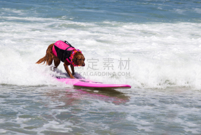 爱尔兰长毛猎犬,狗,海浪,圣地亚哥,赛特种猎狗,水平画幅,家畜,无人,加利福尼亚,海洋