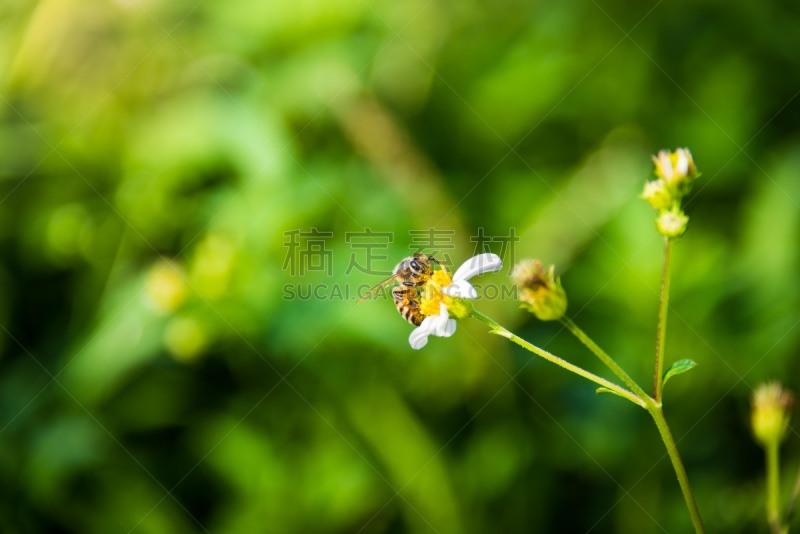 非洲杀人蜂,光圈,美国,水平画幅,绿色,蜜蜂,无人,墨西哥湾沿岸国家,佛罗里达,摄影