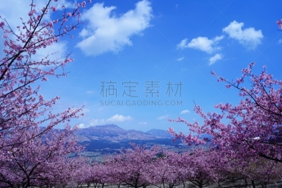 樱桃树,山脉,摄像机拍摄角度,公园,当地著名景点,彩色背景,景观设计,云,枝繁叶茂