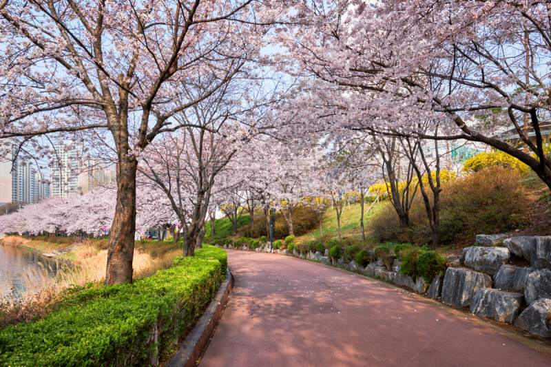 公园,巷,樱花,樱之花,景观设计,林荫路,韩国,小路,园林,朝鲜半岛