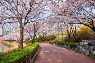 公园,巷,樱花,樱之花,景观设计,林荫路,韩国,小路,园林,朝鲜半岛