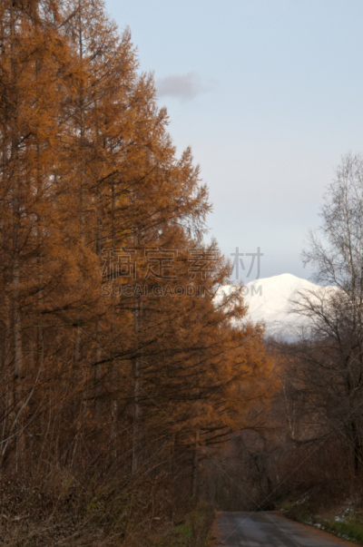 落叶松,,澳大利亚阿尔卑士山脉,森林,旭岳火山,大雪山,日本落叶松,北海道,垂直画幅,天空