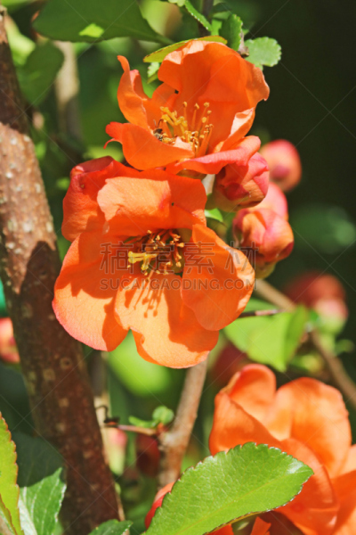 温柏,特写,红松,皱皮木瓜,垂直画幅,茶花,无人,五月,花,生长