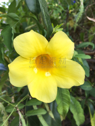 菜园,自然,垂直画幅,美,紫薇属的植物,软枝黄蝉,户外,泰国,黄色,枝