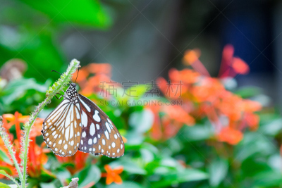 蝴蝶,褐色,水平画幅,动物身体部位,夏天,特写,泰国,lacewing,白色,普通七叶树蝶