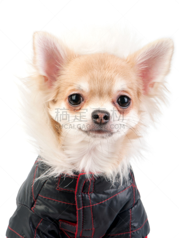 狗,衣服,肖像,黑色的夹克,连身服,外套大衣,工装背带裤,尼龙