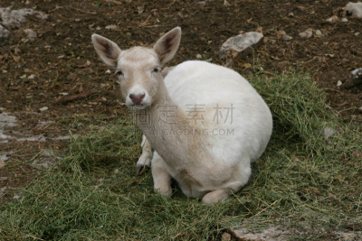 欧洲小鹿,小鹿,温得和克,卡鲁镇,毛里塔尼亚,乍得,非洲大草原,休闲场,尼日尔,利比亚