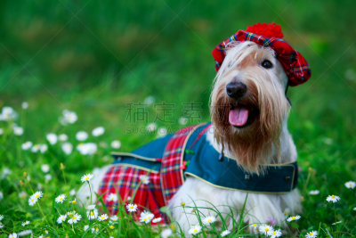 狗,纯种犬,苏格兰粗毛猎狐犬,长发,舌头,夏天,白色,红色,绿色,可爱的