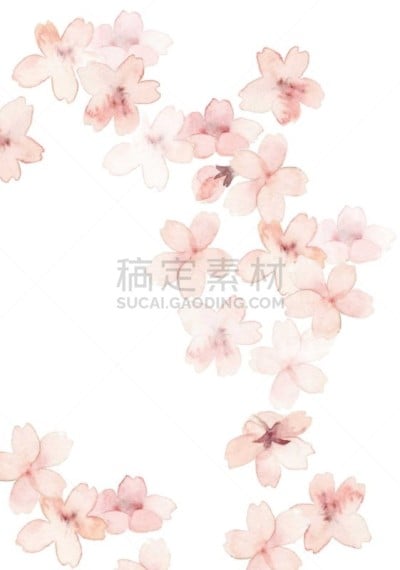 樱桃树,水彩颜料,白色背景,水彩画颜料,粉色,鲜花盛开,垂直画幅,图像,美,花瓣