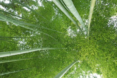竹林,七夕节,竹子叶,低视角,水平画幅,绿色,枝繁叶茂,无人,竹,摄影
