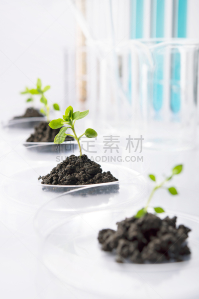 遗传研究,琼脂,皮氏培养皿,弱点,科学实验,餐具,垂直画幅,水,留白,生物科技