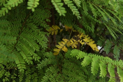 黄色,叶子,绿色,生物学,希登泽岛,清新,花园装置,环境,环境保护,枯萎的