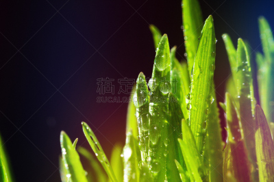 草,大特写,黑色背景,风景,天然气田,水,水平画幅,无人,早晨,草坪