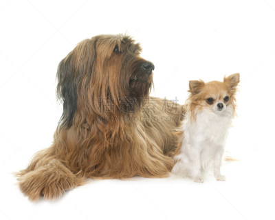 briard,牧羊犬,两只动物,褐色,纯种犬,水平画幅,小的,白色背景,背景分离