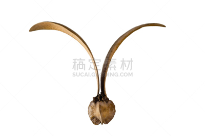白色,分离着色,自然,褐色,水平画幅,水果,无人,背景分离,尤脑香科树,植物