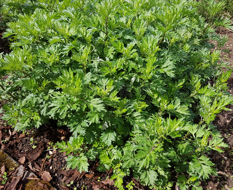艾蒿,蒿属,bouquet garni,花序,水平画幅,秧苗,无人,健康保健,香料,户外