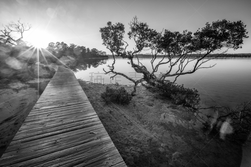 merimbula,木板路,澳大利亚,维多利亚州,湖,红树,度假胜地,水平画幅,无人,海港