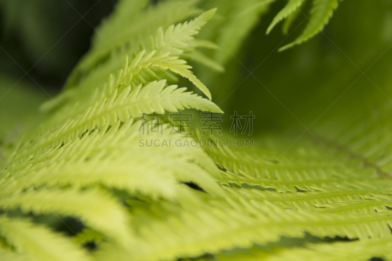 叶子,蕨类,欧洲蕨,自然,植物,水平画幅,绿色,无人,户外,特写