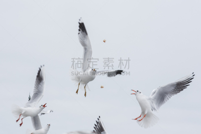 食品,水,天空,水平画幅,雪,海港,鸟类,海产,动物身体部位,野外动物