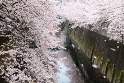 樱花,东京,日本,神田河,坎达河,水,天空,美,公园,新的