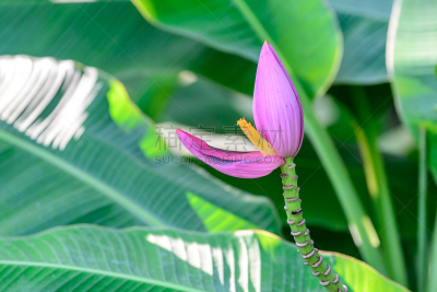 香蕉树,花头,转基因,林奈,单子叶植物,耙,芭蕉,水平画幅,无人,泰国